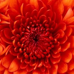 Meet your Posher, Ashanti